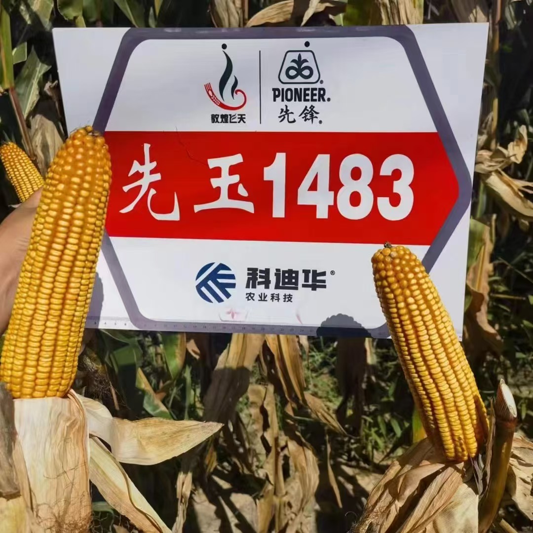 先玉1483