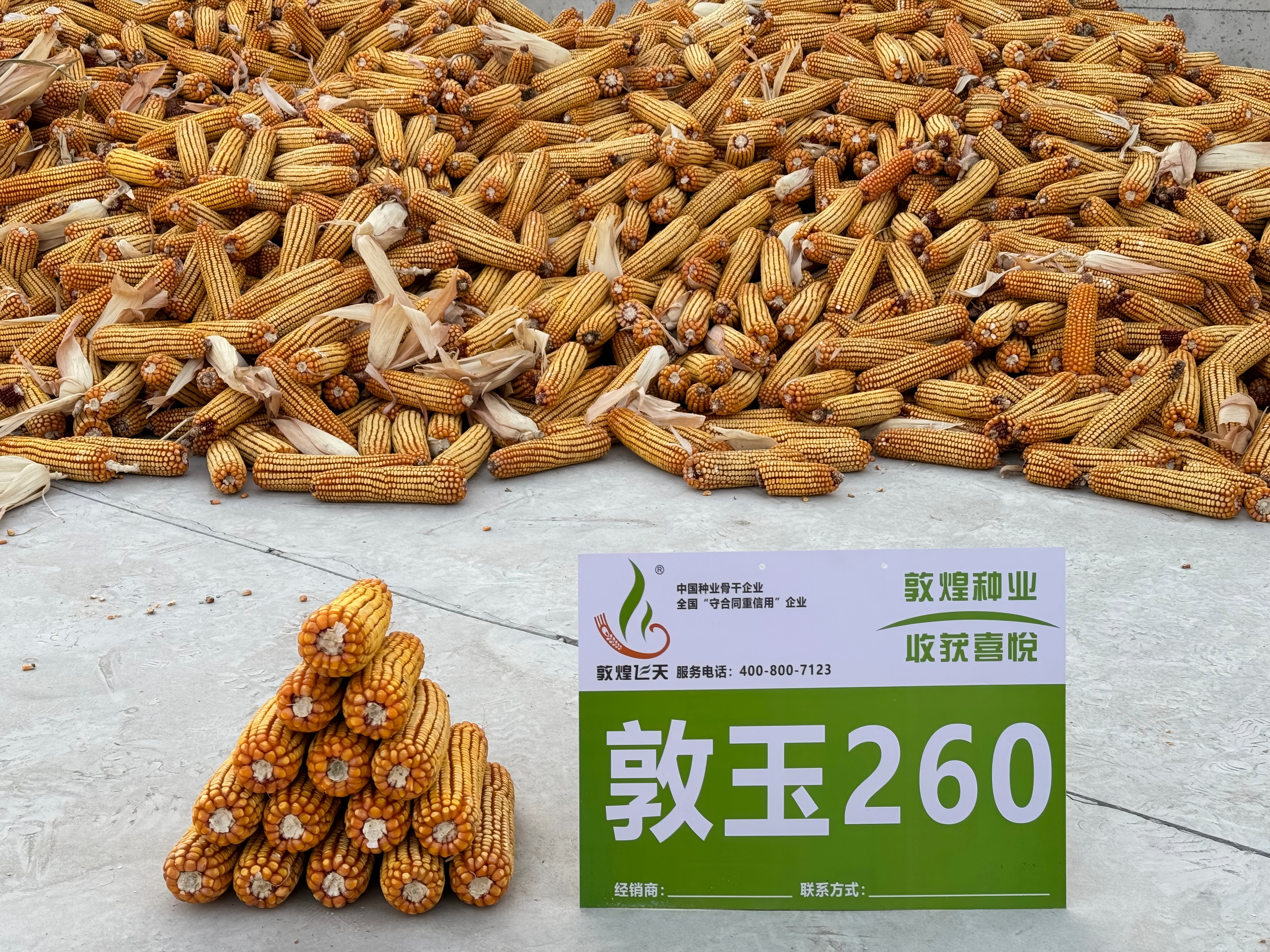 敦玉260